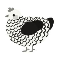 (unnamed), a white and sable chicken with a lace pattern