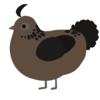 Sad colorless thing, a bark and sable chicken with a neck-speckle pattern