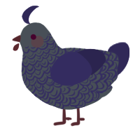 Micci, a ash and overcast chicken with a double-lace pattern
