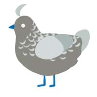 City Pigeon, a ash and silver chicken with a half-lace pattern