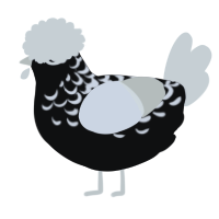 A black and white chicken with a half-lace pattern