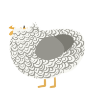 A white and ash chicken with a double-lace pattern
