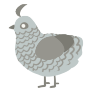 Stone, a silver and ash chicken with a lace pattern