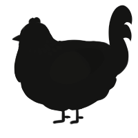 Nightmare, a black chicken with a neck-speckle pattern
