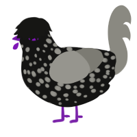 A black and ash chicken with a speckle pattern