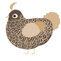 (unnamed), a bark and beige chicken with a double-lace pattern