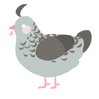 Pigeon, a silver and grey chicken with a half-lace pattern