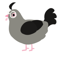 Chicken, a ash and sable chicken