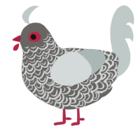 Ashes, a grey and silver chicken with a double-lace pattern