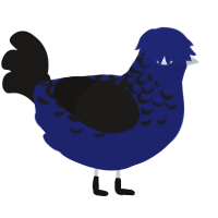 Spy, a navy and sable chicken with a half-lace pattern