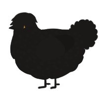 The Blade, a sable chicken with a speckle pattern