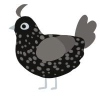 Comet, a black and grey chicken with a speckle pattern