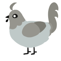 A silver and ash chicken with a head pattern
