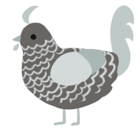 Gravel, a grey and silver chicken with a lace pattern