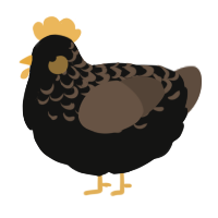 Blackbird, a black and bark chicken with a half-lace pattern
