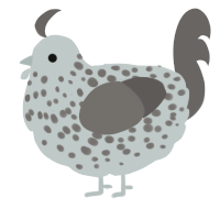 Bellatrix, a silver and grey chicken with a speckle pattern