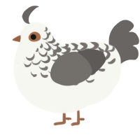 Seagull, a white and grey chicken with a half-lace pattern