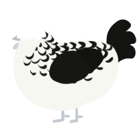 A white and black chicken with a half-lace pattern