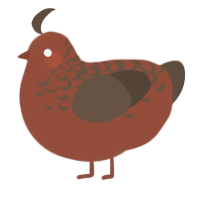Sparrow, a russet and bark chicken with a half-lace pattern