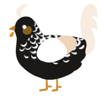 A sable and cream chicken with a half-lace pattern