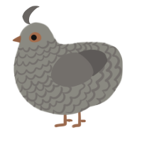 A ash and grey chicken with a lace pattern