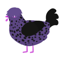 A overcast and black chicken with a speckle pattern