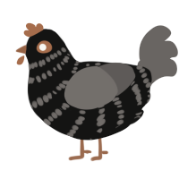 (unnamed), a black and grey chicken with a bar pattern