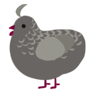 A grey and ash chicken with a half-lace pattern