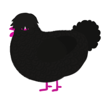 A sable and black chicken with a double-lace pattern