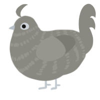 Bash, a ash chicken with a bar pattern