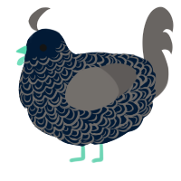 Midnight, a tumblr and grey chicken with a double-lace pattern