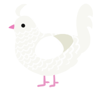 xxy, a white chicken with a lace pattern