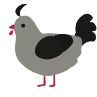unamed, a ash and sable chicken
