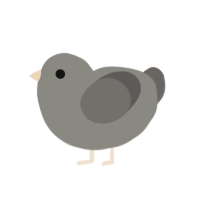 Patricio, a ash and grey chicken