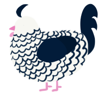 Midnight Snow, a white and tumblr chicken with a lace pattern