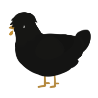 Narrator, a black chicken with a head pattern