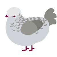 A mist and ash chicken with a half-lace pattern