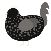 Nighttime Reflection, a black and grey chicken with a speckle pattern