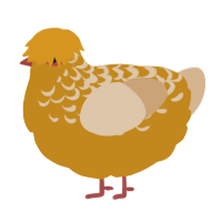 Saffron, a ochre and beige chicken with a half-lace pattern
