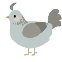 A silver and ash chicken with a neck-speckle pattern