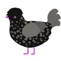 A black and grey chicken with a speckle pattern