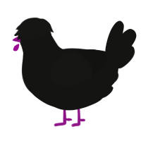 A black chicken
