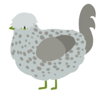 Chickers, a silver and ash chicken with a speckle pattern