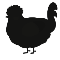 Disappointment, a black chicken