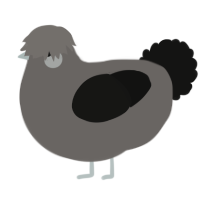 A grey and black chicken
