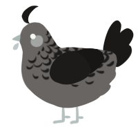 sybil, a grey and sable chicken with a half-lace pattern