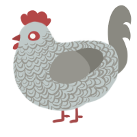 Cuckoo Maran, a silver and ash chicken with a double-lace pattern