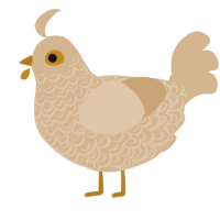 Shelly, a beige chicken with a double-lace pattern