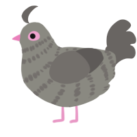 Ballet, a ash and grey chicken with a bar pattern