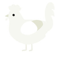 A white chicken